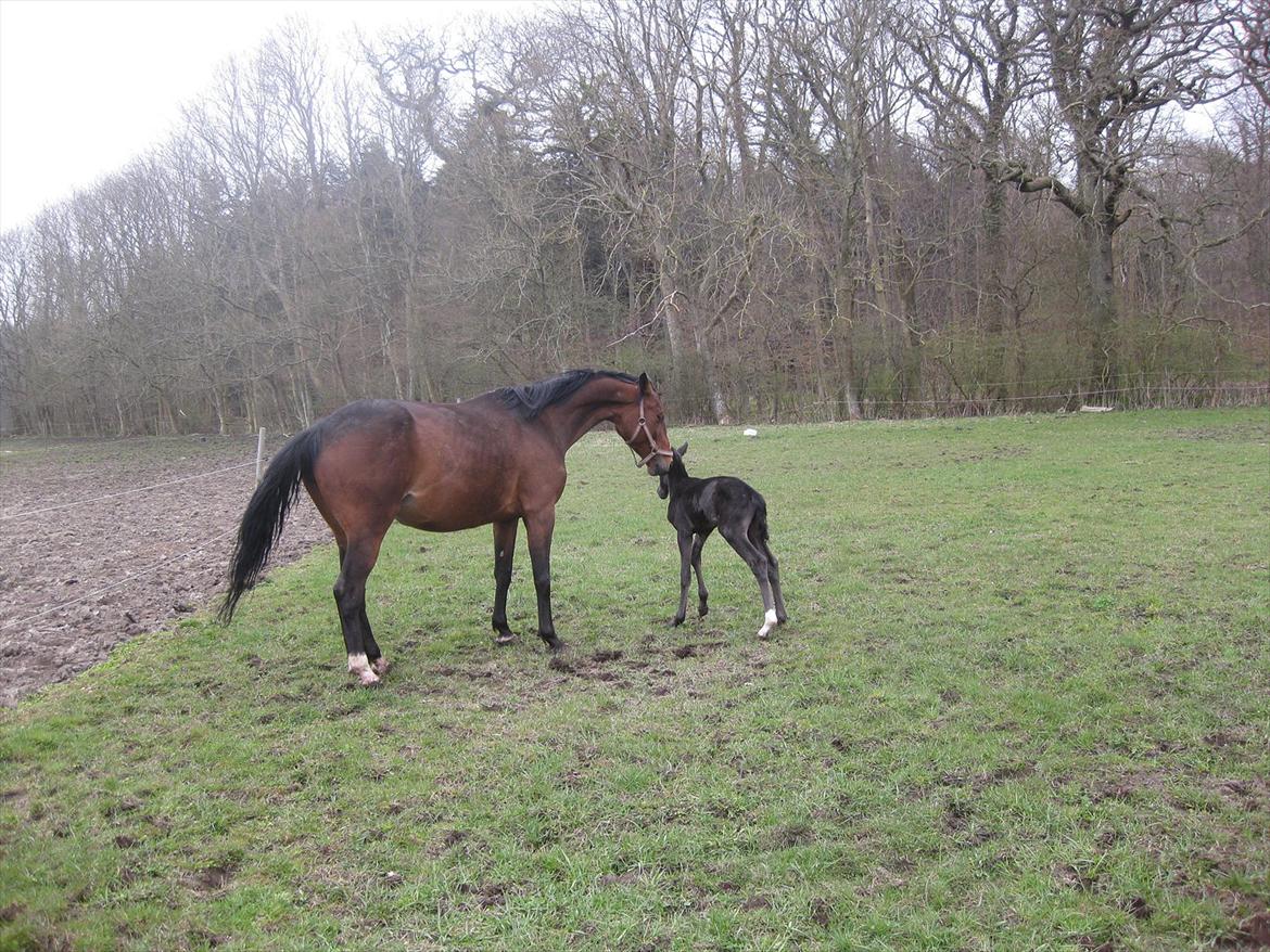 Dansk Varmblod Sabbil Zaviro *SOLGT* - Billede 17: Ude billede 17