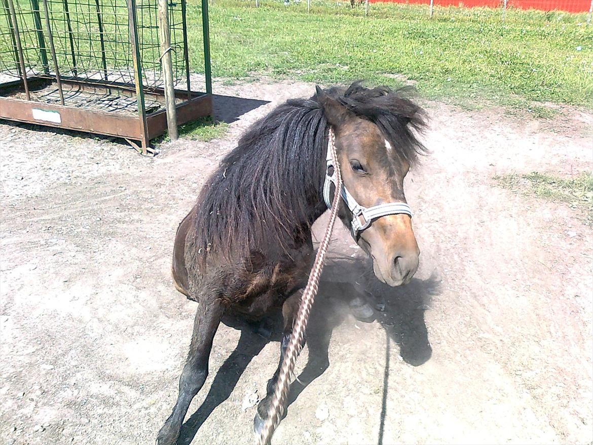 Shetlænder Søgårdens Prinsesse Fiona billede 10