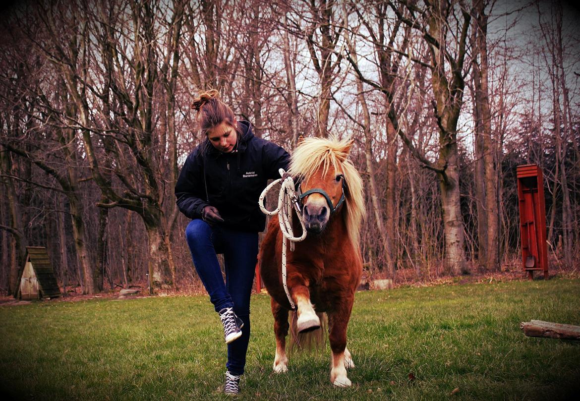 Shetlænder Okkermand - Min elskede lille cirkus-hæææst! :-) <3

Skoven, april 2012 billede 2