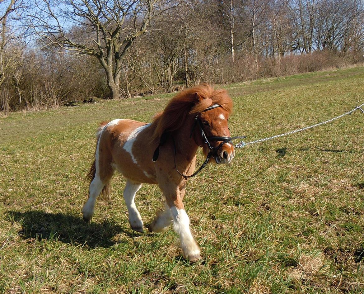 Anden særlig race Hugo - Man kan når man vil :-)  billede 2