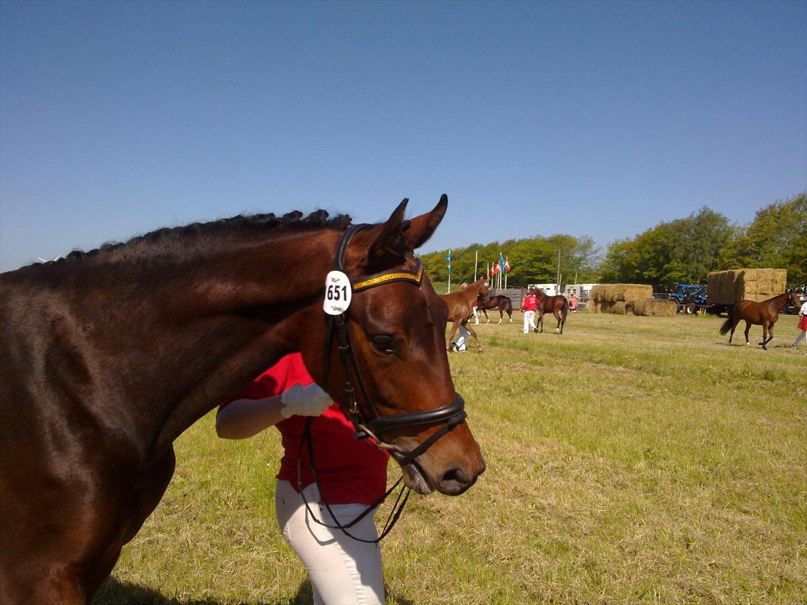 Dansk Varmblod Wisché - Fra Roskilde dyrskue 2010 billede 7