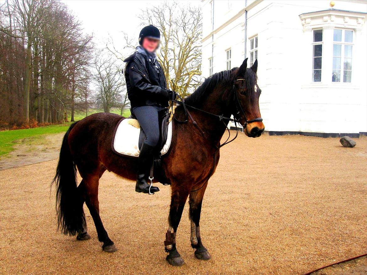 Welsh Cob (sec D) Låddenhøjs Donnovan [Tidl. Part] billede 1