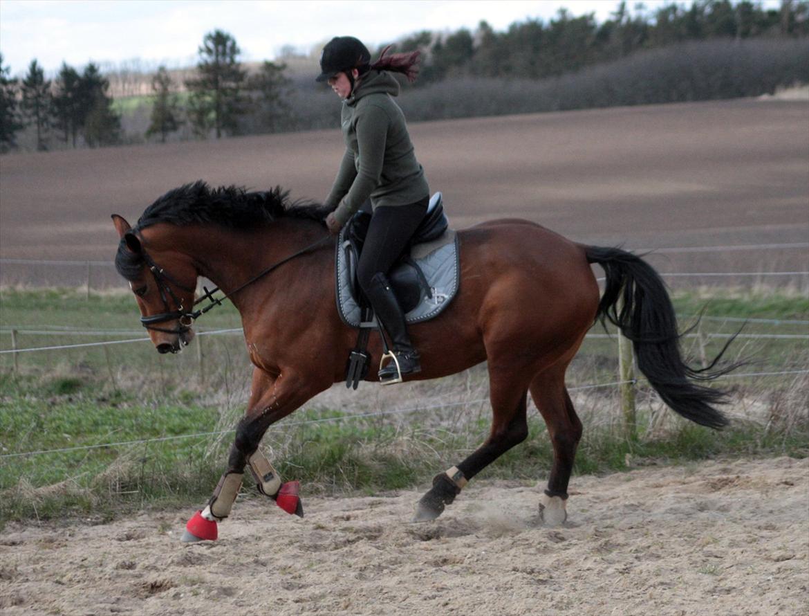 Dansk Varmblod Capella le fay •RIP• billede 13