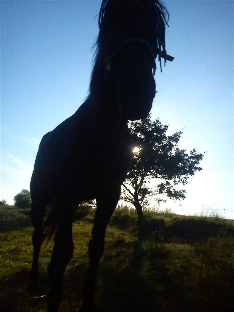 Traver Noir Speed billede 6