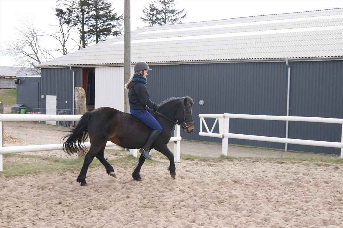 Anden særlig race Mille billede 9