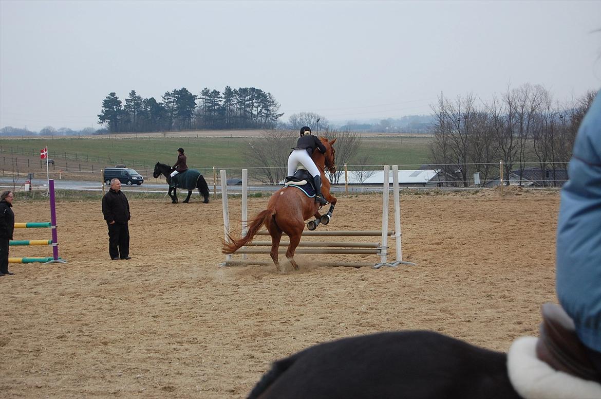 Dansk Varmblod Birkemosegaards Toronto billede 12