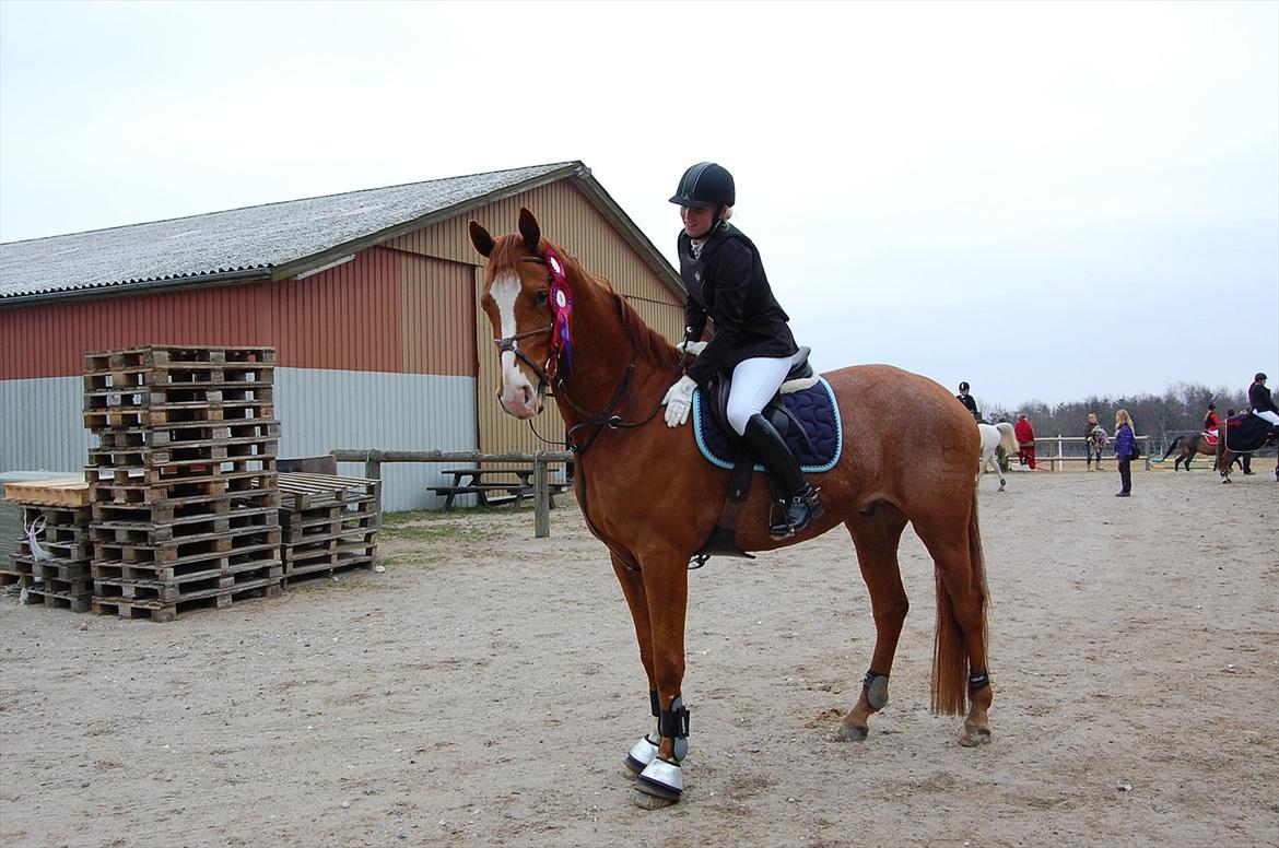 Dansk Varmblod Birkemosegaards Toronto billede 11
