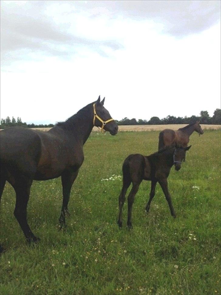 Dansk Varmblod Spitfire - Spitfire og Sugar Baby efteråret 2011 billede 5