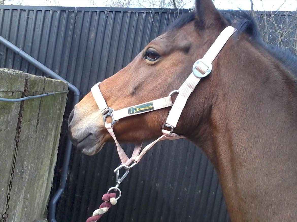 Welsh Cob (sec D) Ciska*prinsessen* [Red] - "jeg vil os se" billede 14