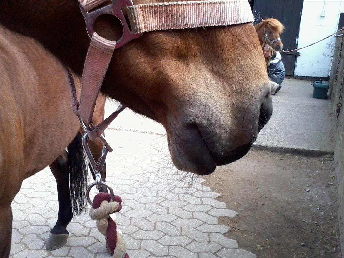 Welsh Cob (sec D) Ciska*prinsessen* [Red] - et random mulebilled billede 16