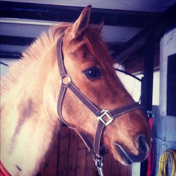 Anden særlig race Lucas <3 - Du gør min hverdage til nogle dage jeg aldrig ville glemme !<3
-Love you Babypony!<3 billede 2