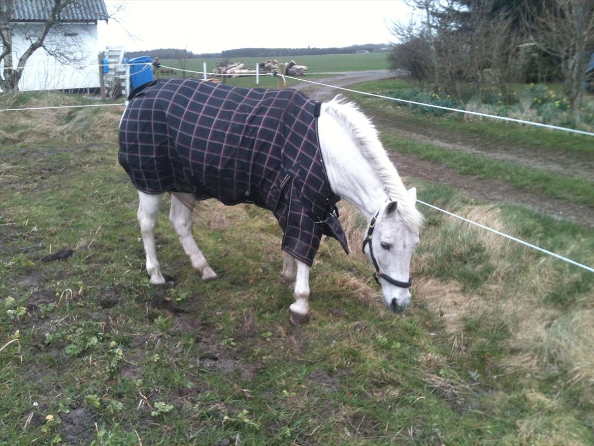 Anden særlig race Mr Playboy - Playboy der lige er kommet hjem billede 1