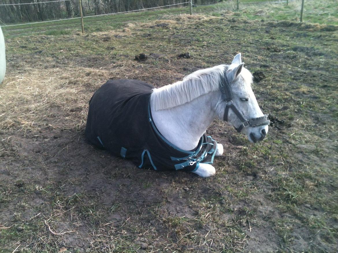 Anden særlig race Mr Playboy - Slapper af billede 2