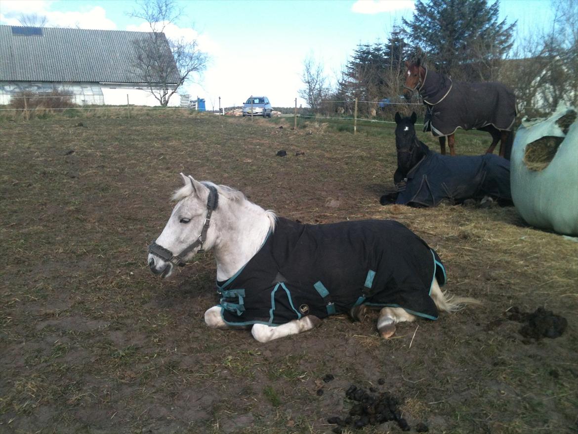 Anden særlig race Mr Playboy - Slapper af billede 3