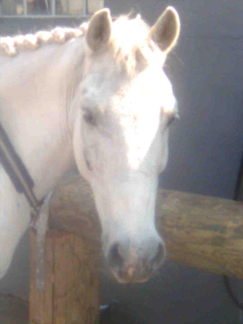 Anden særlig race Mr Playboy - Min elskede pony billede 8