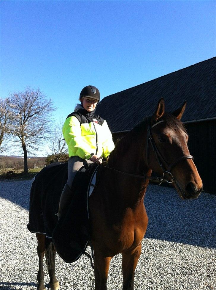 Trakehner BARCARDI ELMEGAARD  - April 2012. Morgen ridetur på min smukke hest. billede 1