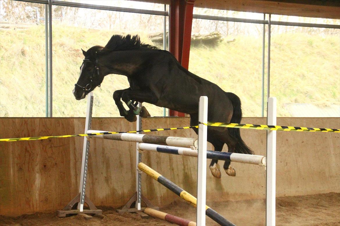 DSP Solvanggårds Diadem - Super seje Dimsedem springer 130 cm. <3 Første gang han løsspringes mens jeg har ham, og så er han endda dressurpony! .Fotograf: Pernille Kirstine :D billede 9