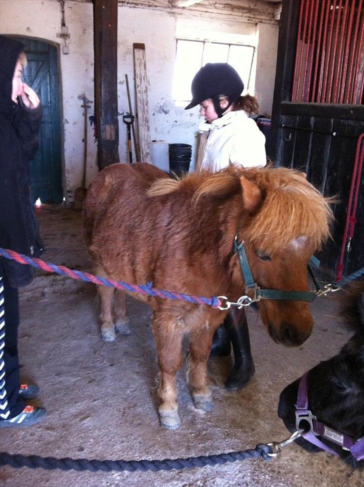 Shetlænder Emil!<33 - Du, Og JEG Vi Kan Klare det!<33 billede 1