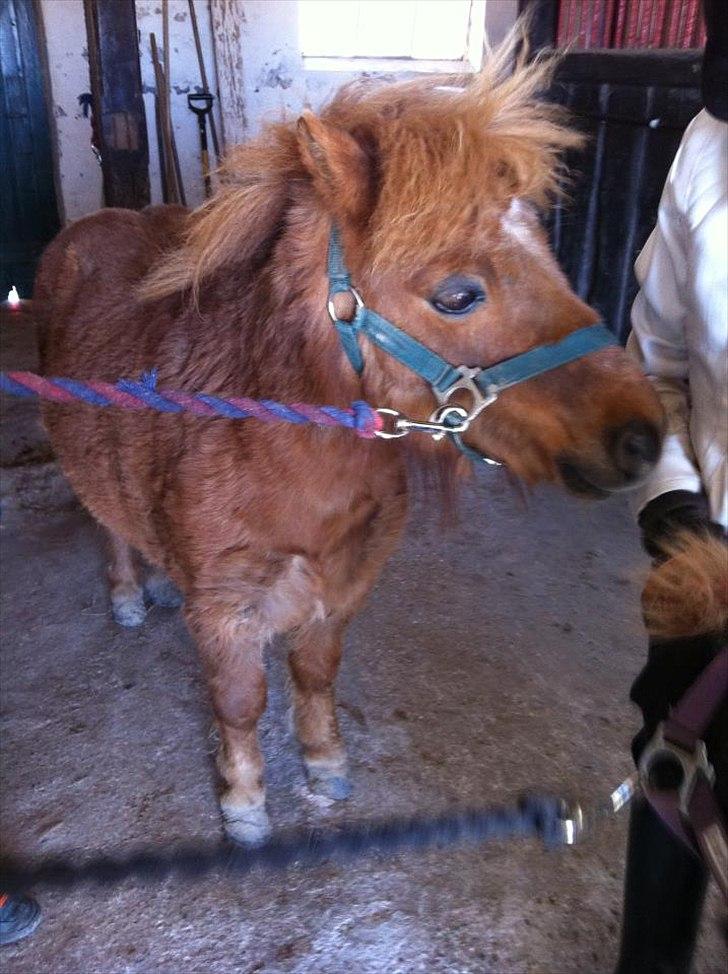 Shetlænder Emil!<33 - Et Billede betyder mere end Tusind Ord!<33:-* billede 2