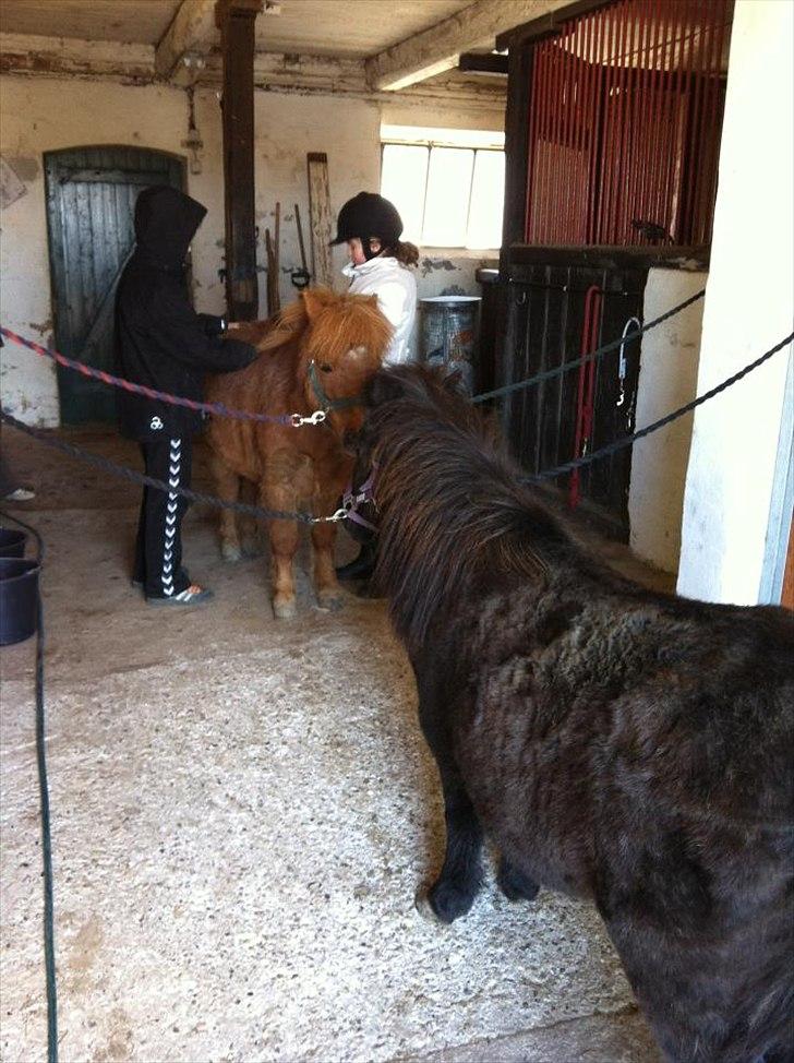 Shetlænder Emil!<33 - ¨Du Og Jeg Kan klare ild Og Vand!<33:-* billede 3