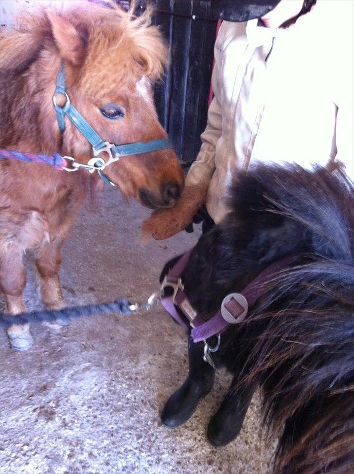 Shetlænder Emil!<33 - Os To forever!<33:-* billede 4