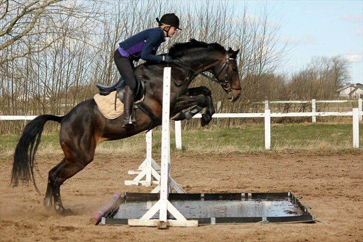 Dansk Varmblod Renette - Springer for 2. gang med rytter :) billede 6
