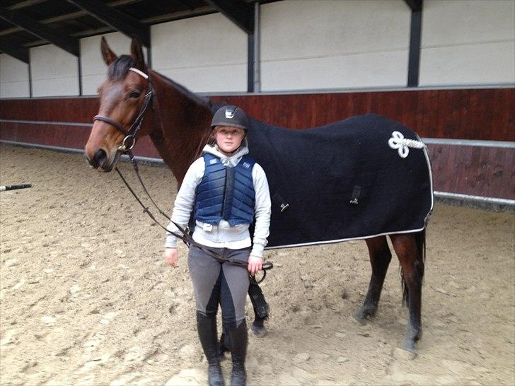 Trakehner BARCARDI ELMEGAARD  - Trætte Cardi efter 4 dags springkursus ved Berit Wheler :-) billede 2