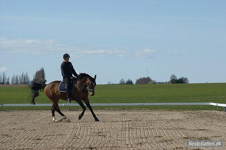 Dansk Varmblod Ivanhoe billede 7