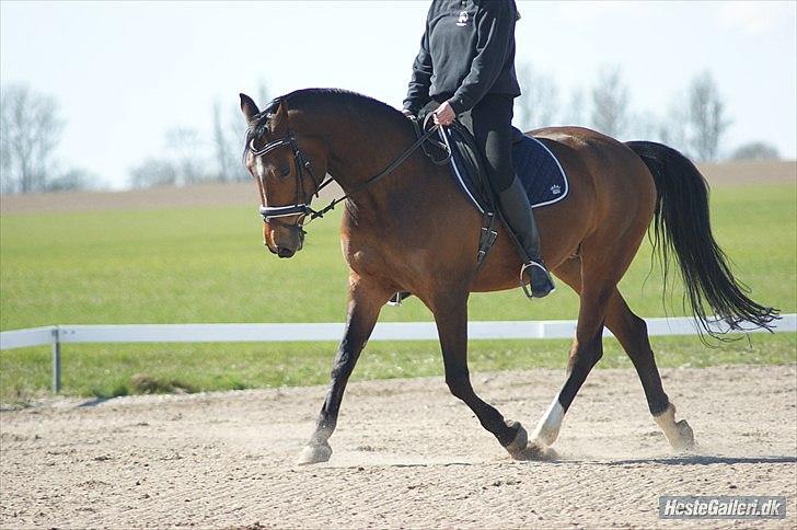 Dansk Varmblod Ivanhoe billede 8