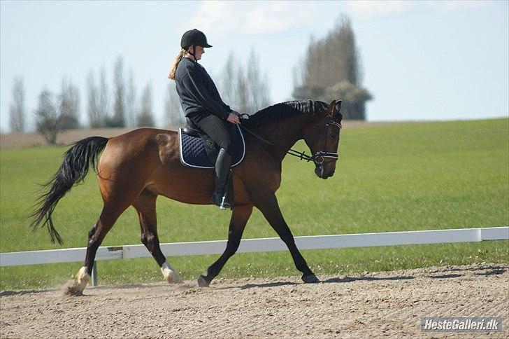 Dansk Varmblod Ivanhoe billede 9