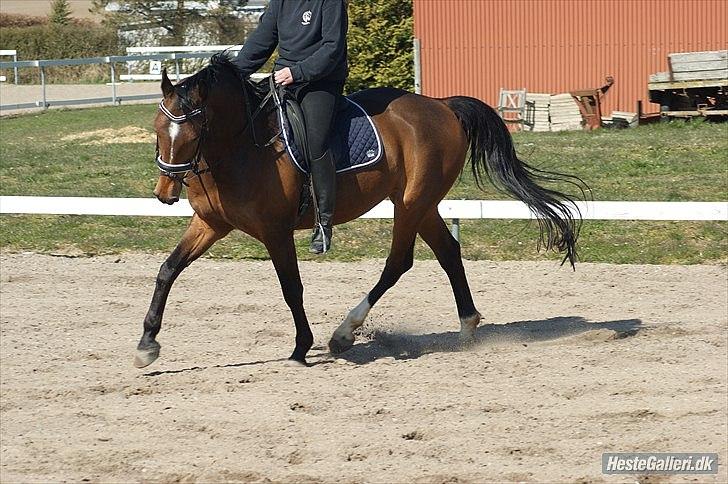 Dansk Varmblod Ivanhoe billede 6