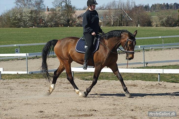 Dansk Varmblod Ivanhoe billede 5