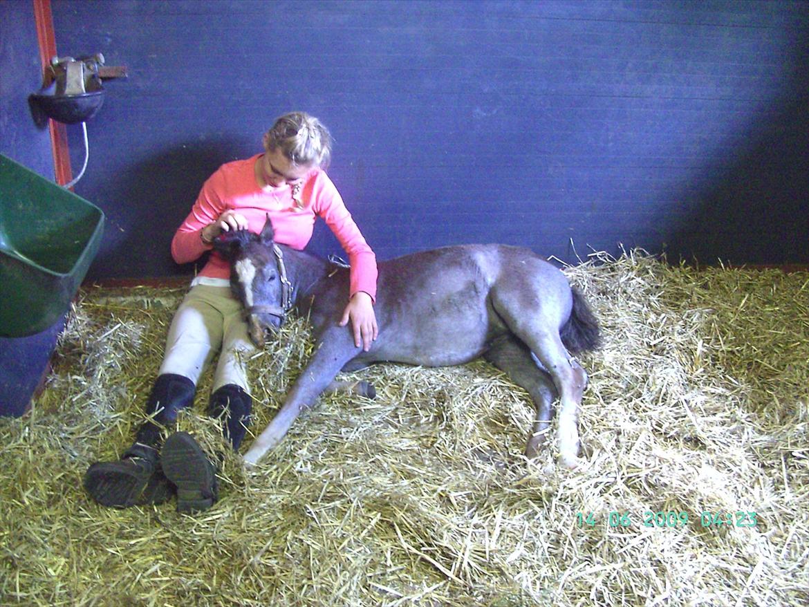 Welsh Mountain (sec A) Grandly's Afreja - Min gl. barnepige Gitte. Afreja sover til middag. billede 17