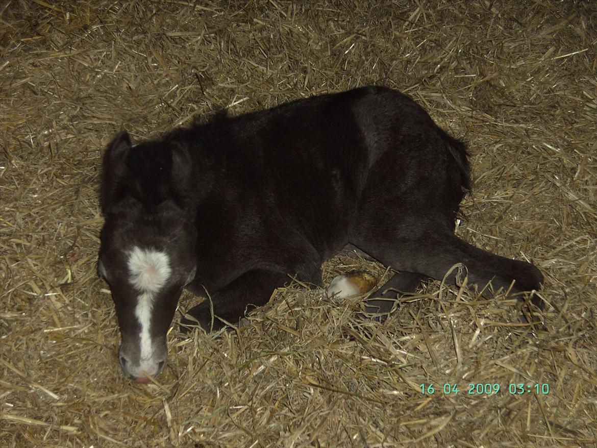 Welsh Mountain (sec A) Grandly's Afreja billede 18