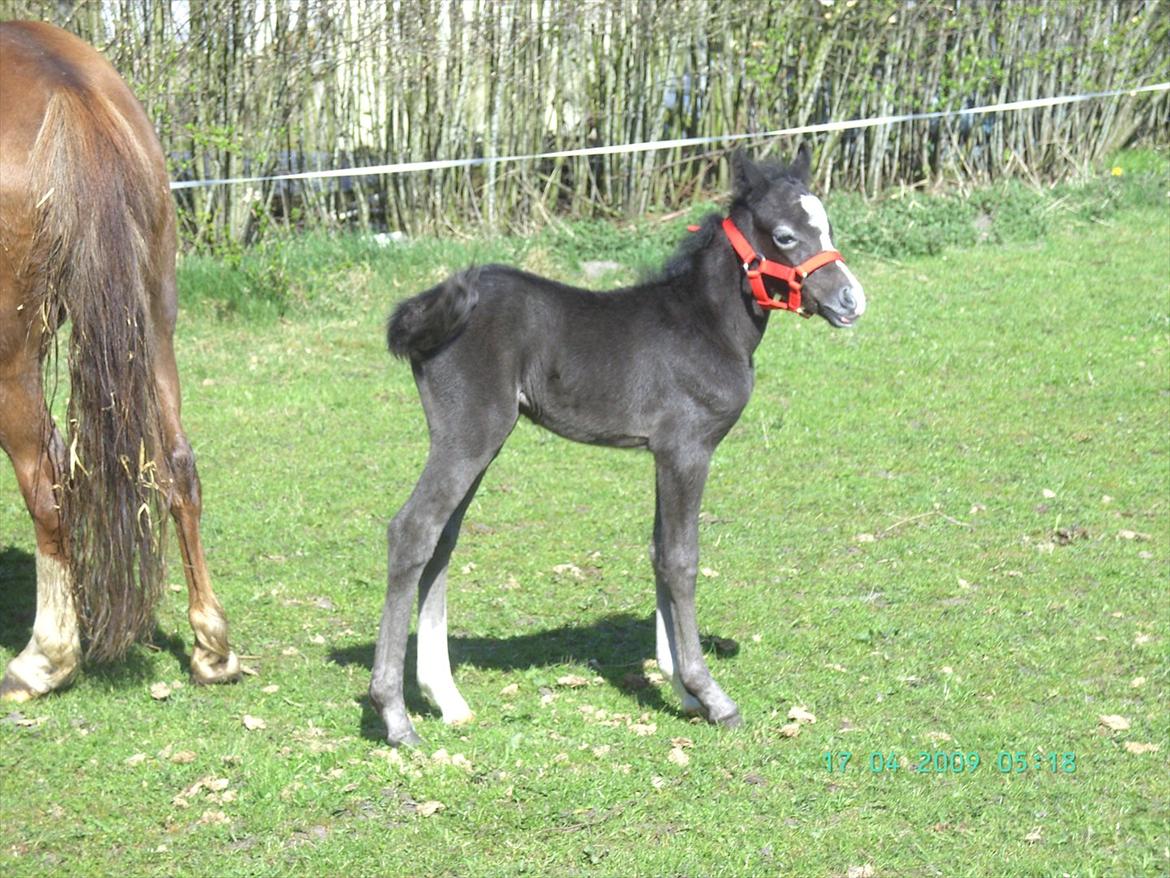 Welsh Mountain (sec A) Grandly's Afreja billede 19