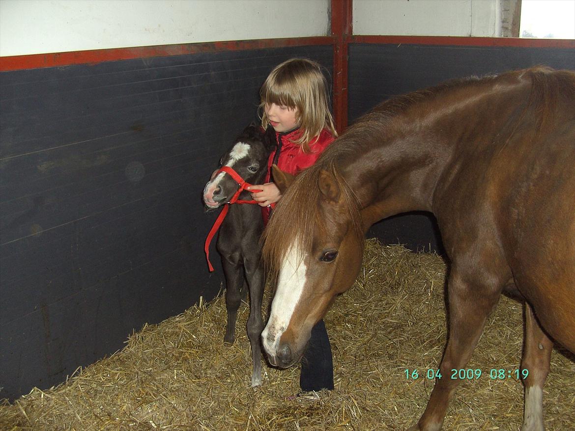 Welsh Mountain (sec A) Grandly's Afreja billede 20