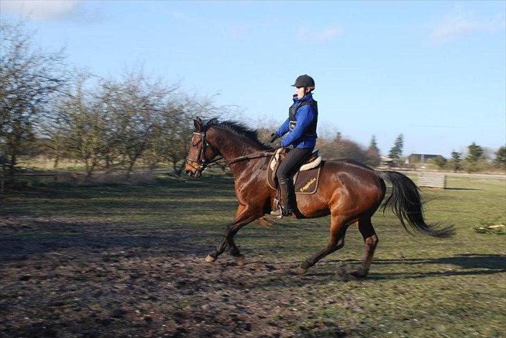 Dansk Varmblod Isador-B billede 15