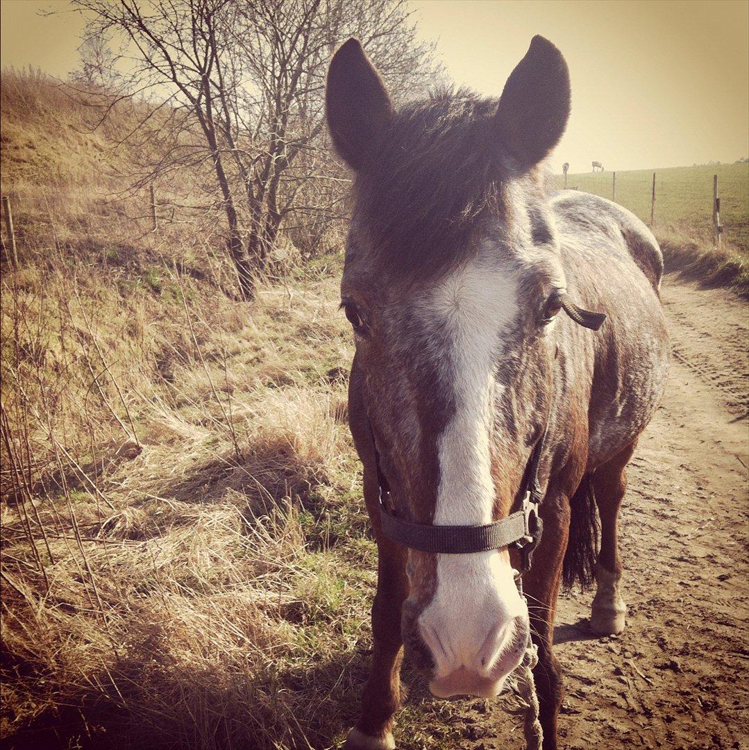 Fransk Sportspony Manel *Soul Mate* billede 10