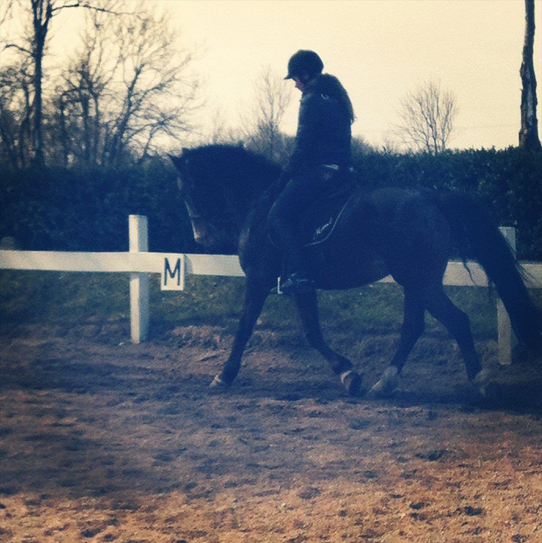 Fransk Sportspony Manel *Soul Mate* billede 11