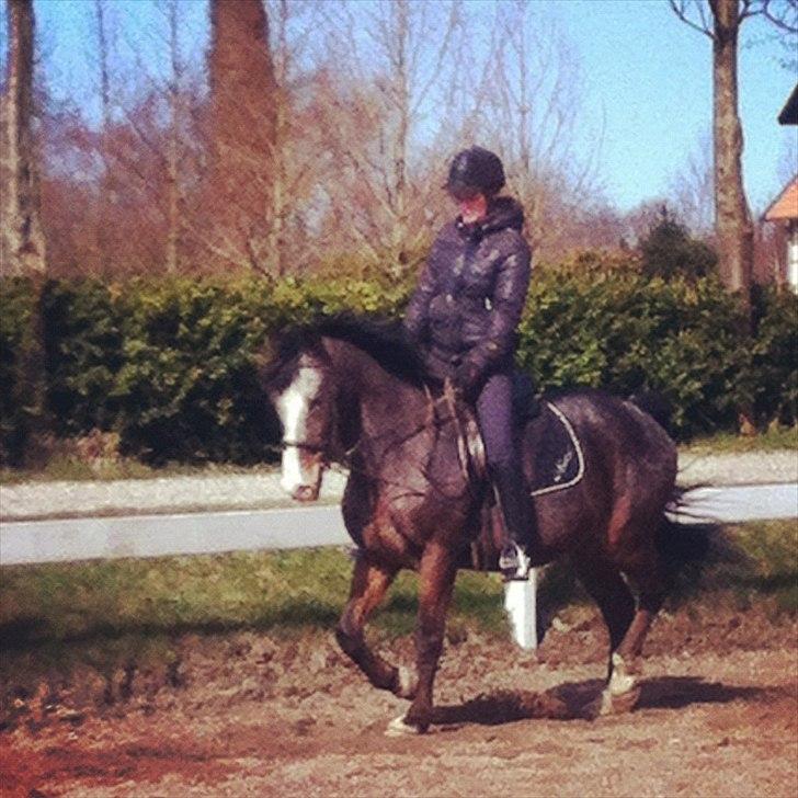 Fransk Sportspony Manel *Soul Mate* billede 12