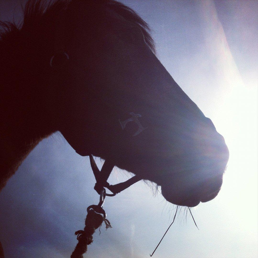 Fransk Sportspony Manel *Soul Mate* billede 13