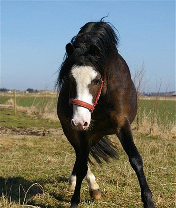 Welsh Pony (sec B) Korreborgs Bobbi *solgt* - knap 3 år billede 15