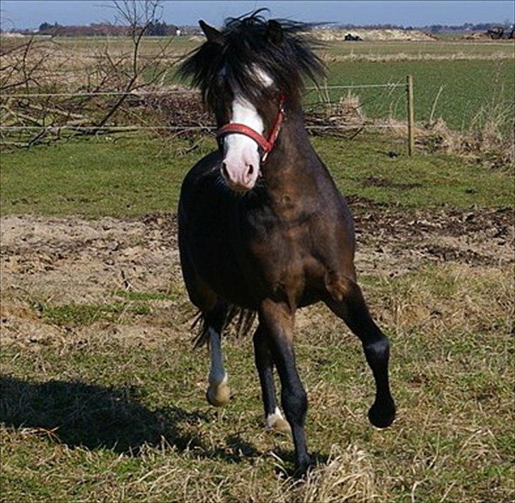 Welsh Pony (sec B) Korreborgs Bobbi *solgt* billede 16