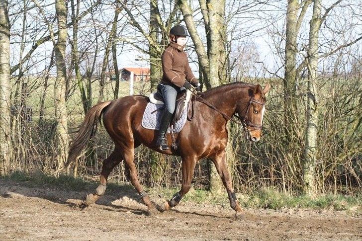 Dansk Varmblod Last Lya - Marts 2012 :-) billede 5