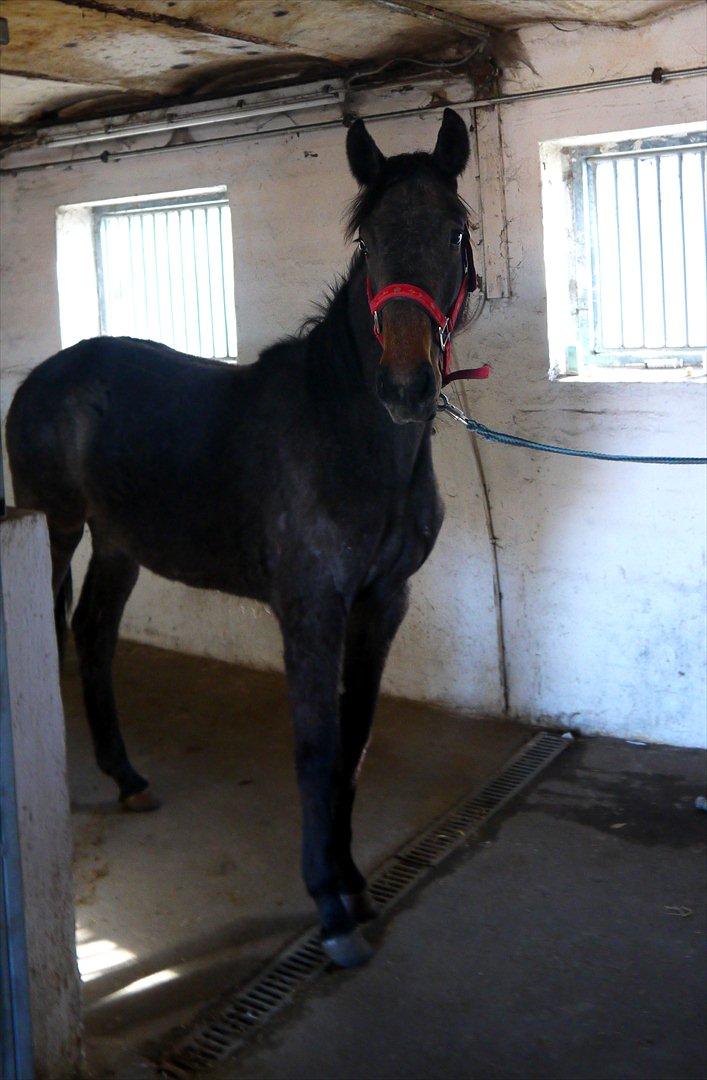 Holstener Cassie Gørtz - 
d. 05/04 - 2012 Cassie 1 år og 3 dage. billede 4