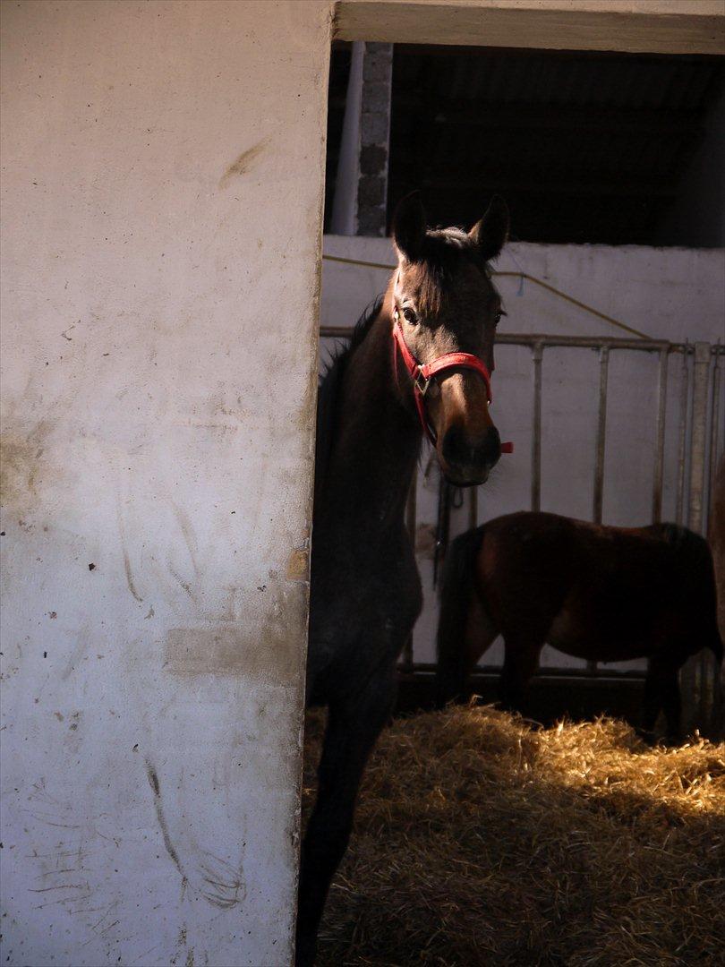 Holstener Cassie Gørtz - d. 05/04 - 2012 Cassie 1 år og 3 dage. - Cassie i løsdriften. billede 8