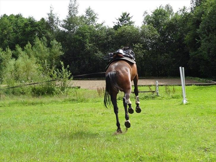 Dansk Varmblod Herslev Marks Cosmo - Første gang med sadel - yeeha ;)
Sensommer 2011
(Foto: Emilie W.) billede 2