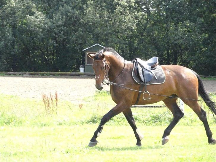 Dansk Varmblod Herslev Marks Cosmo - Sensommer 2011
(Foto: Emilie W.) billede 3