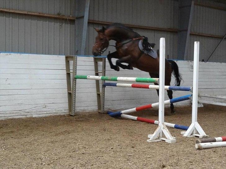 Dansk Varmblod Herslev Marks Cosmo - Løsspring
Efterår 2011
(Foto: Emilie W.) billede 4