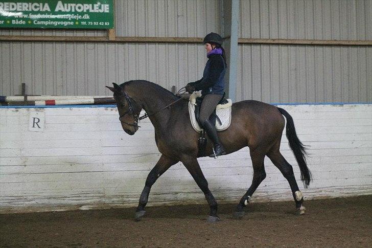 Dansk Varmblod Herslev Marks Cosmo - Feb, 2012
(Foto: Emilie W.) billede 5